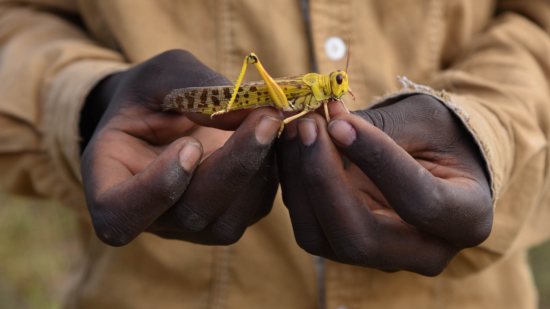 A boy holds a mature locust.