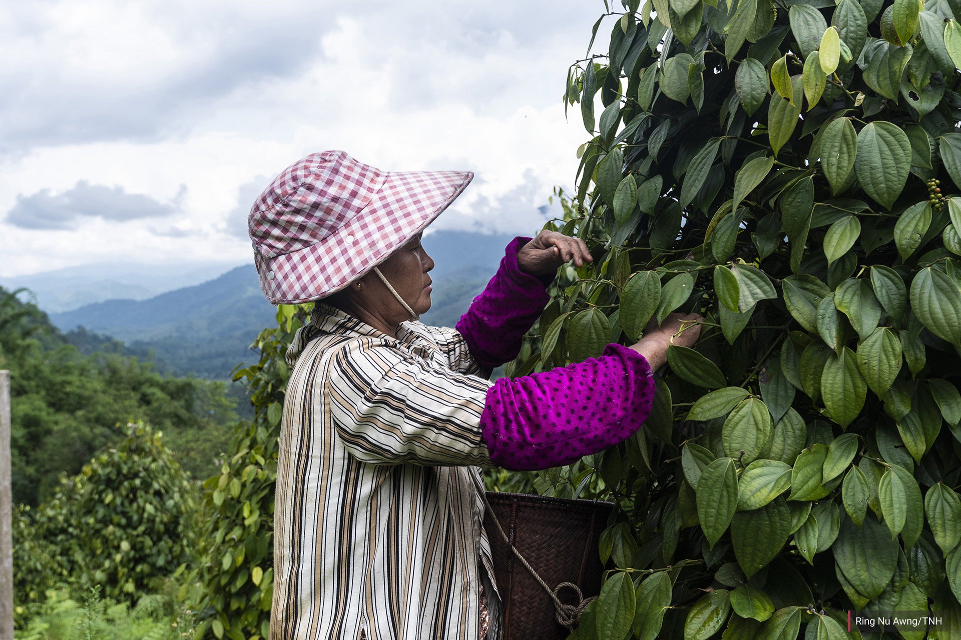 Labang Nan Doi, 56, picks peppercorns