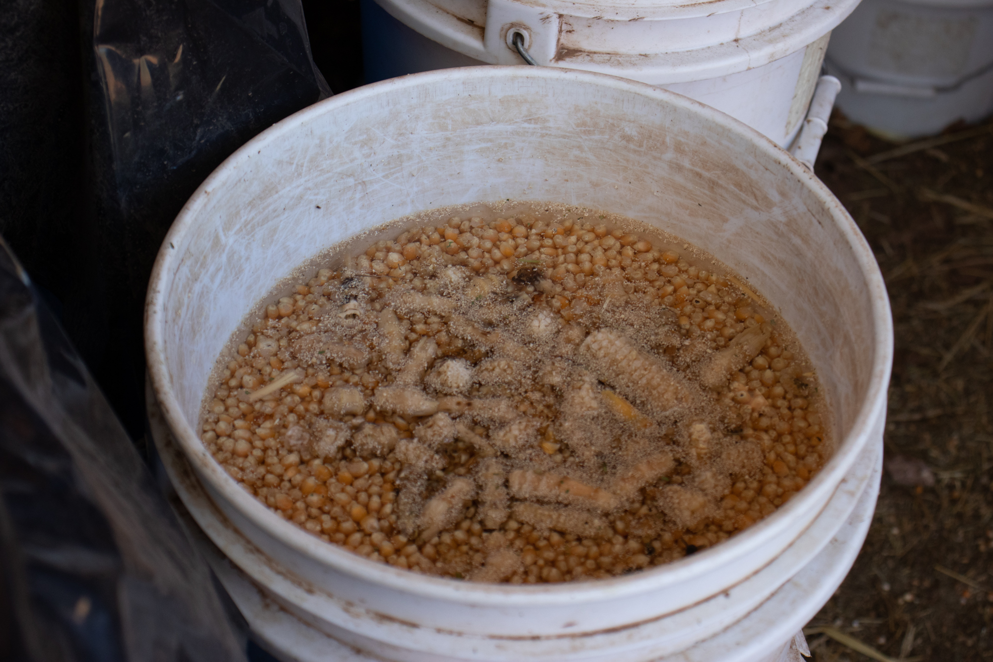 The Skeets buy surplus popcorn from industrial farms and ferment it into a probiotic-rich food source for their animals. Costs are minimal, in keeping with a mission that aims to demonstrate that health-conscious farming techniques can still be affordable