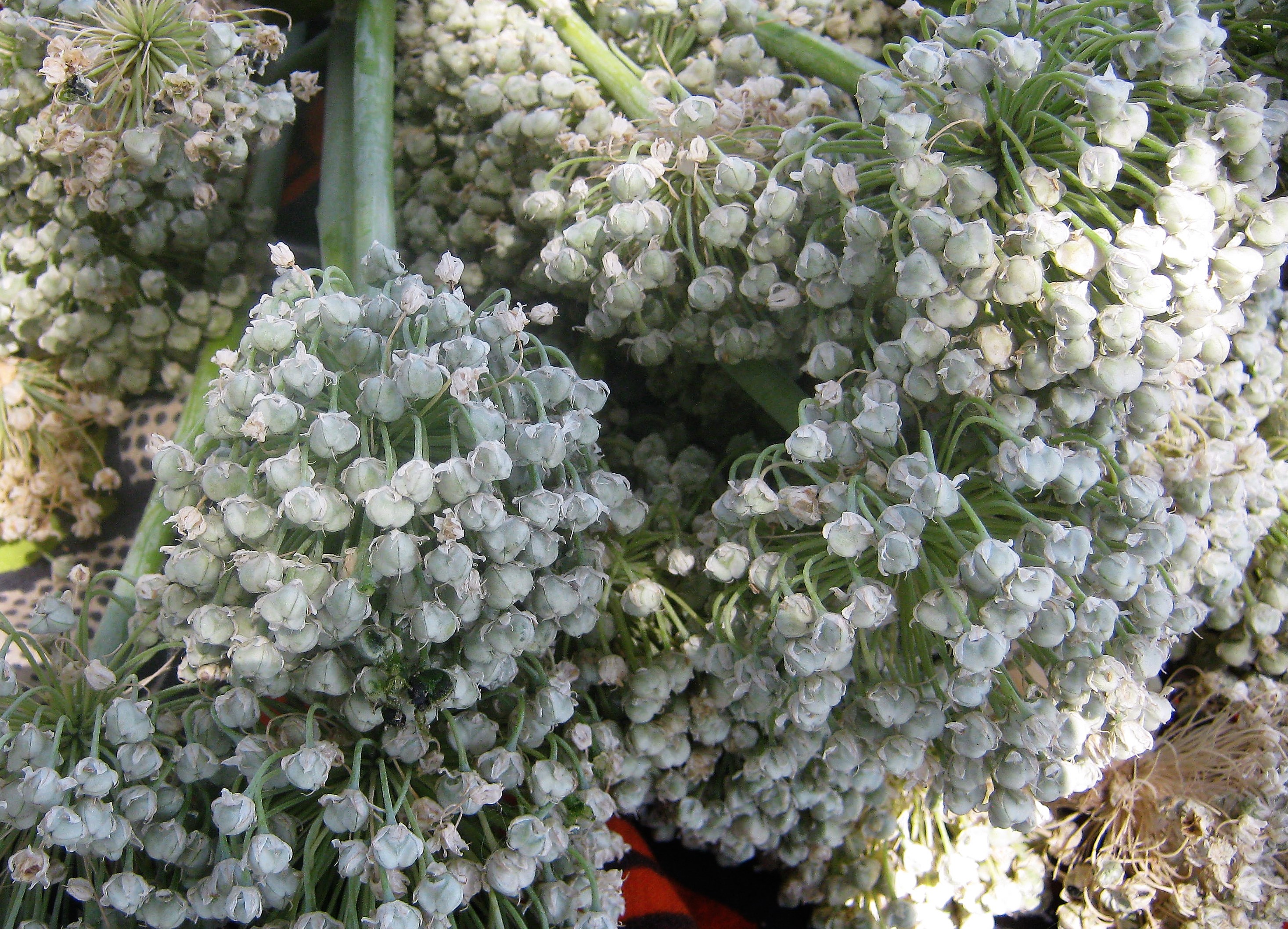 Onion seeds