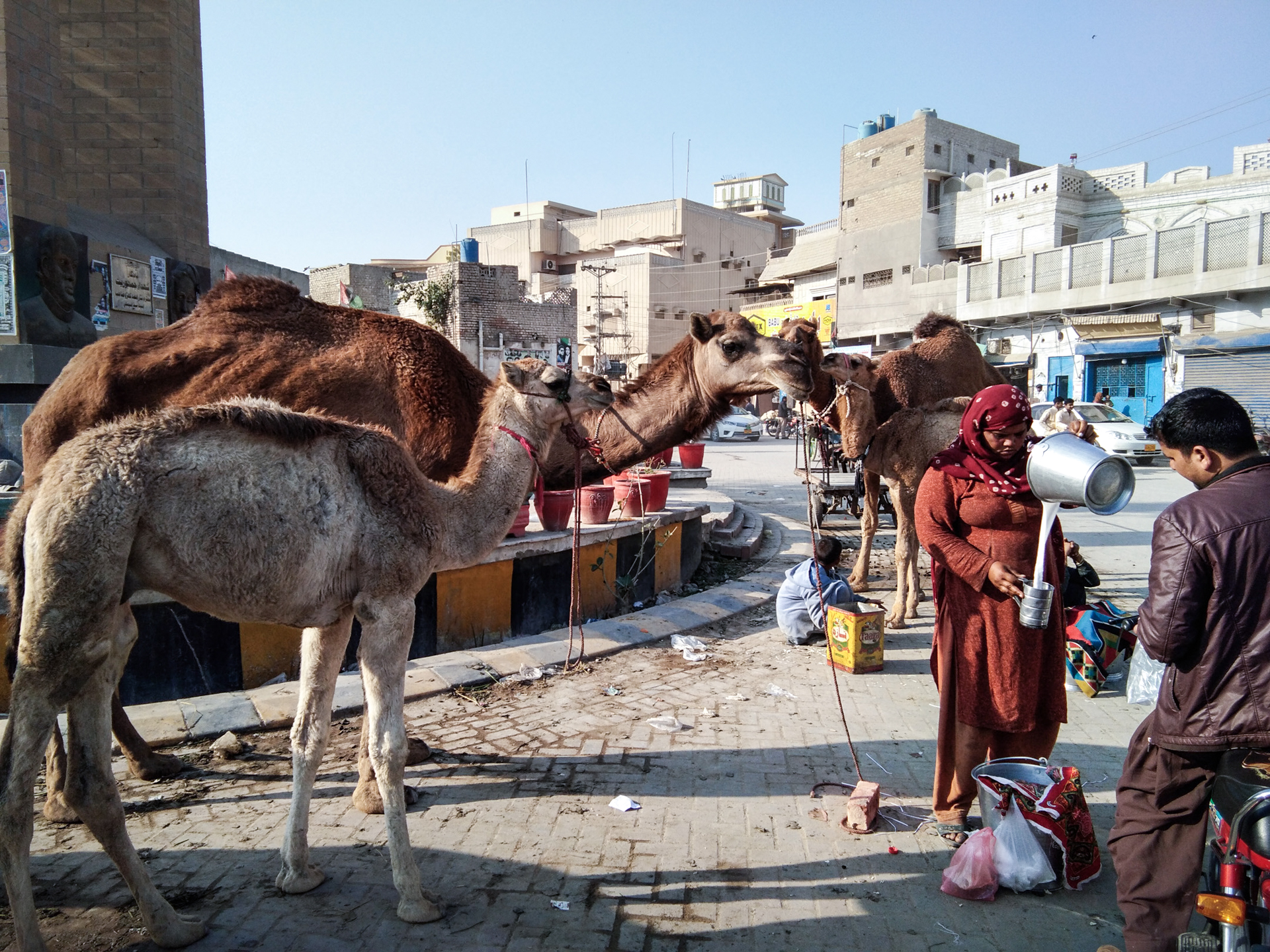 A woman with two camels in town pours camel milk for a man on a motorcycle.