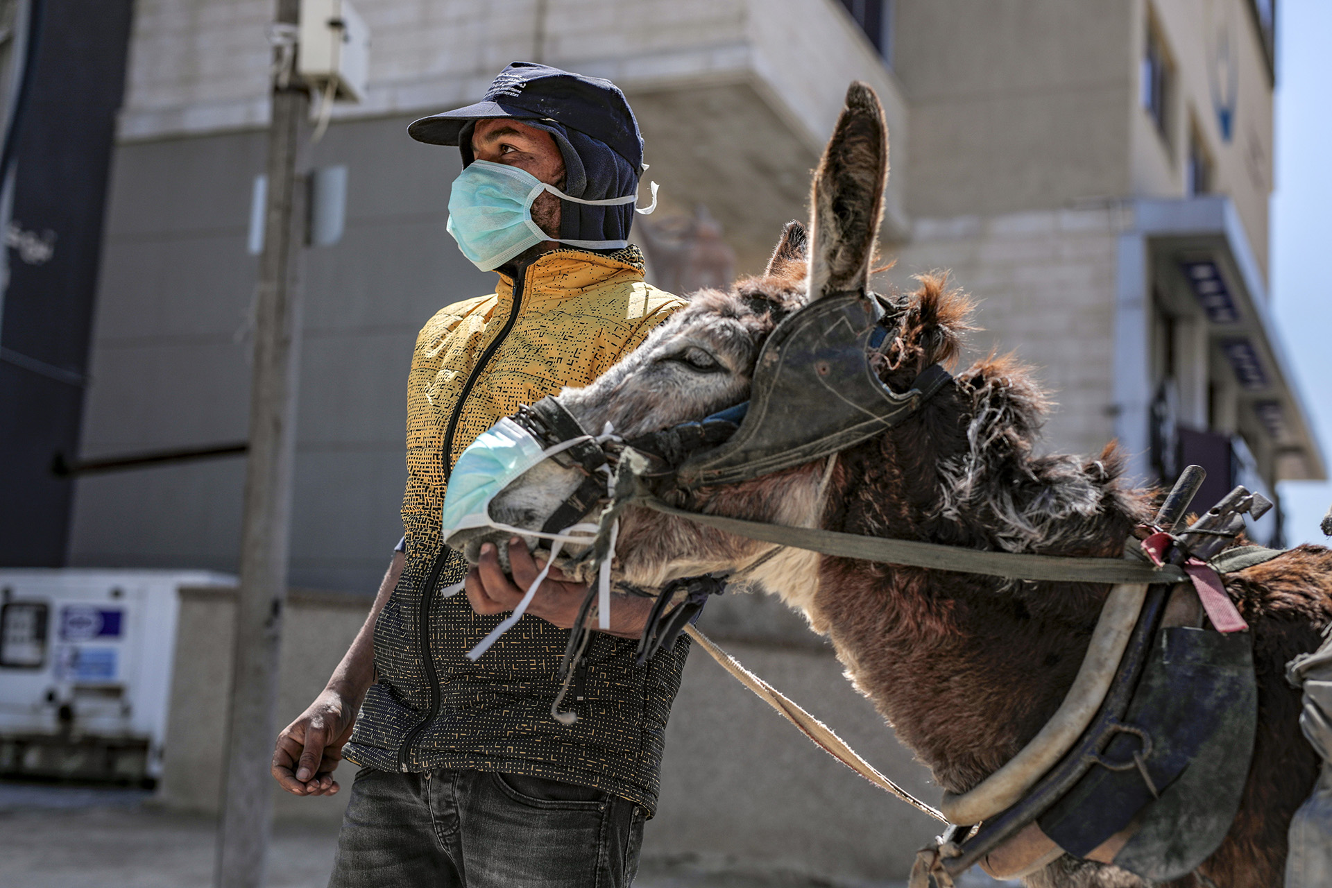 A donkey dons a protective mask