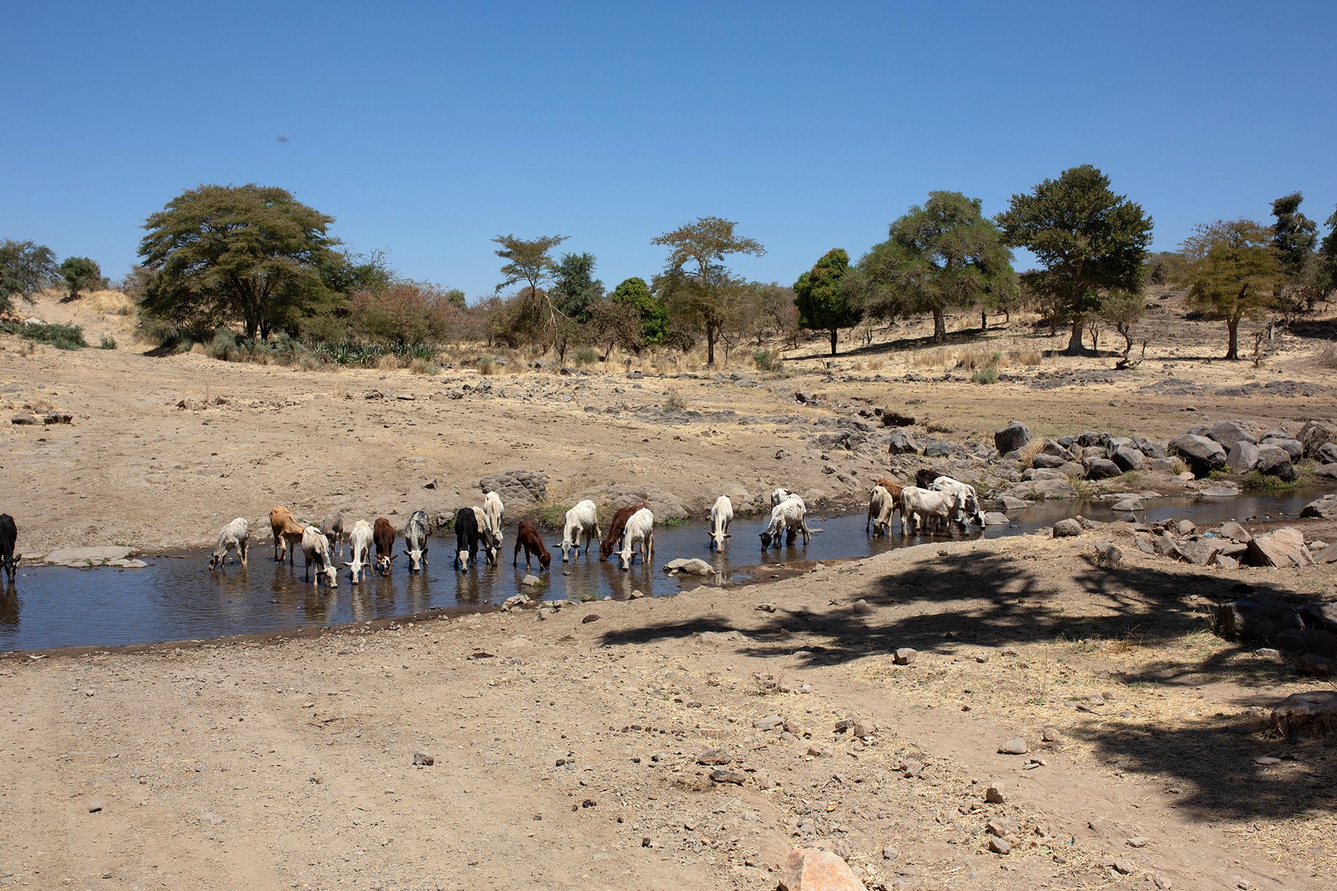 Animals drink from a stream along the road from West Darfur to Central Darfur state. Pockets of the vast region are currently experiencing crisis levels of food insecurity.