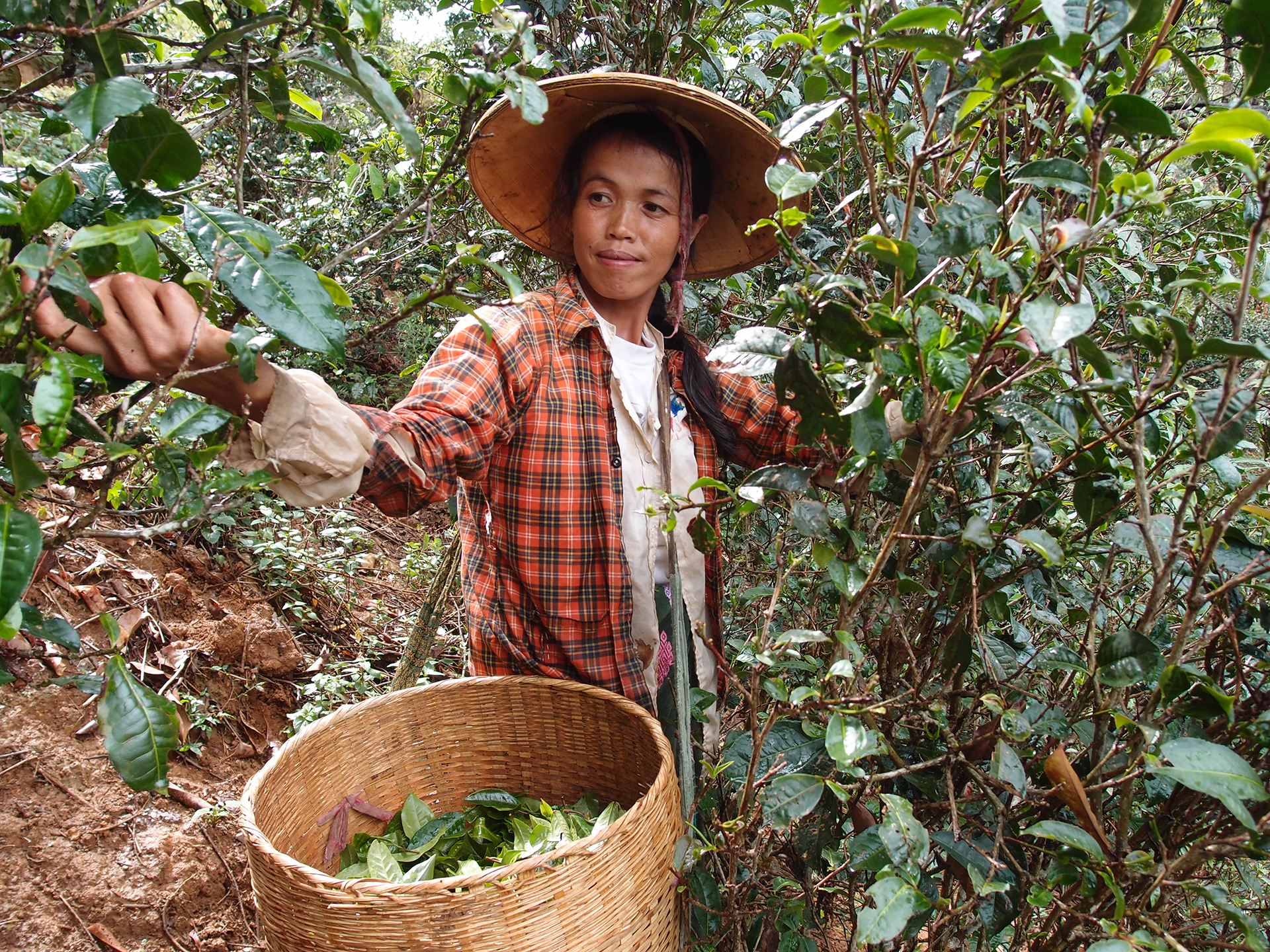 Photo of a farmer in flannel amongst tall tea plants