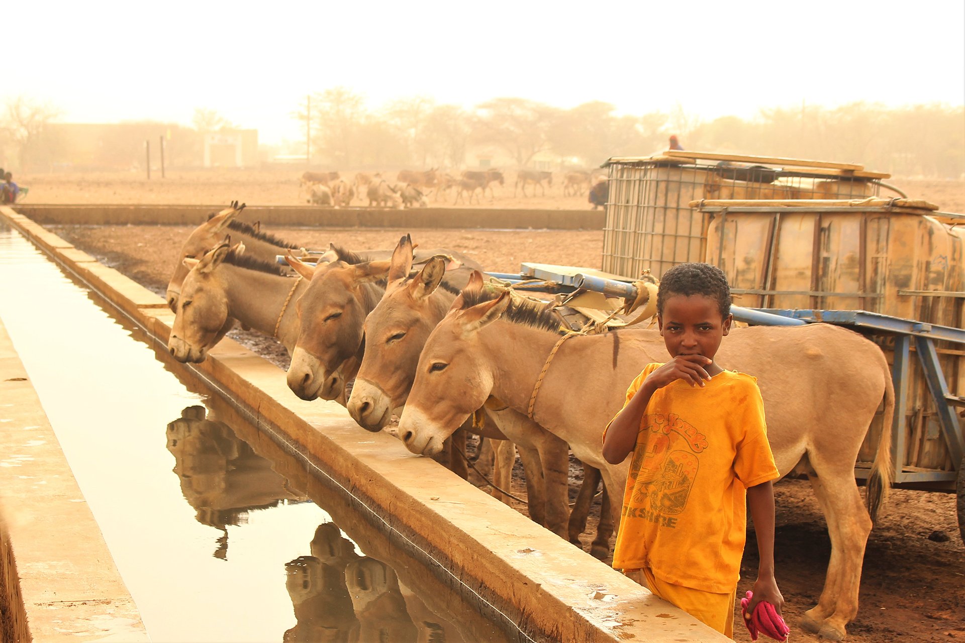 A Senegalese child with donkeys at a watering trough in a dusty landscape