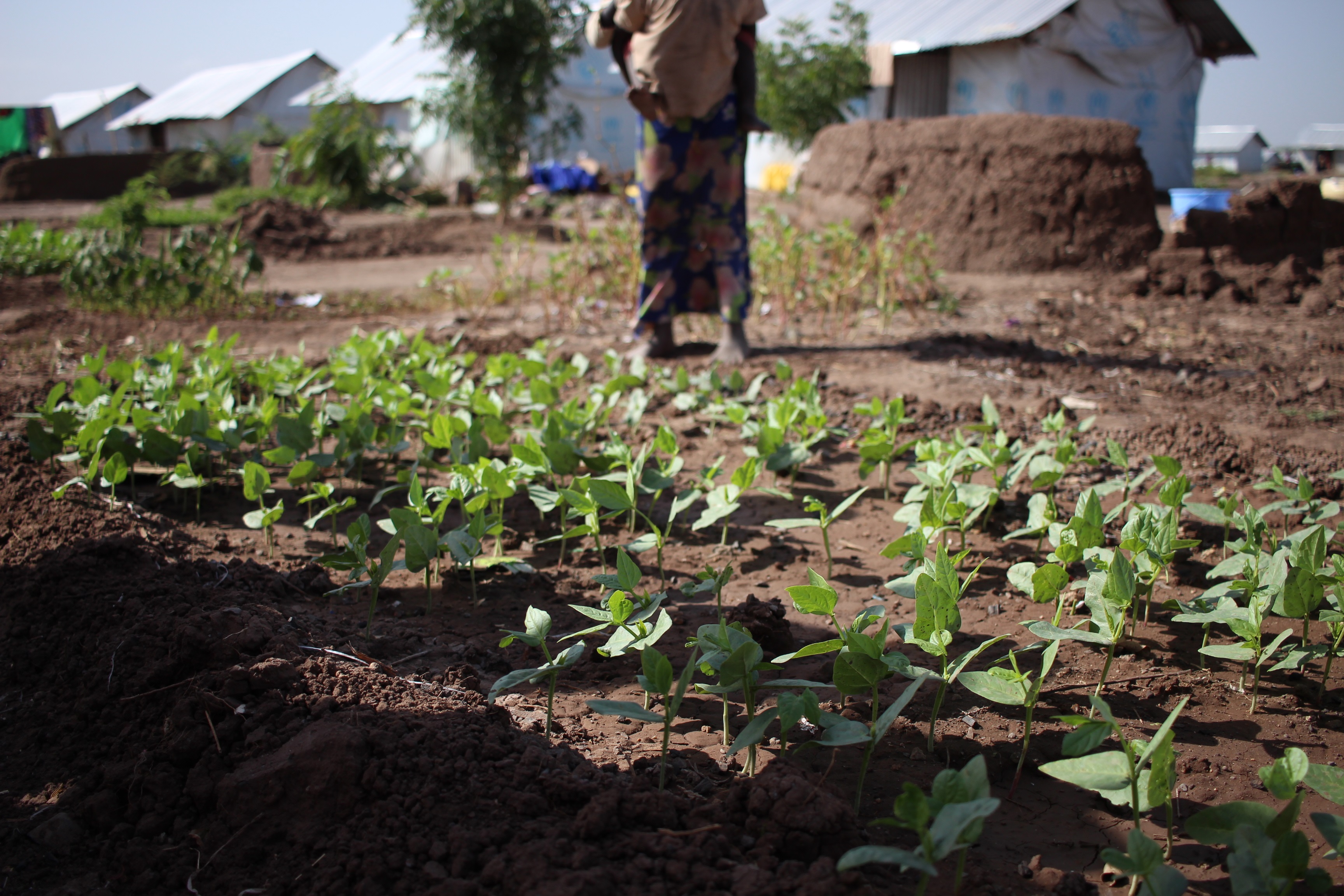 Kalobeyei refugee settlement