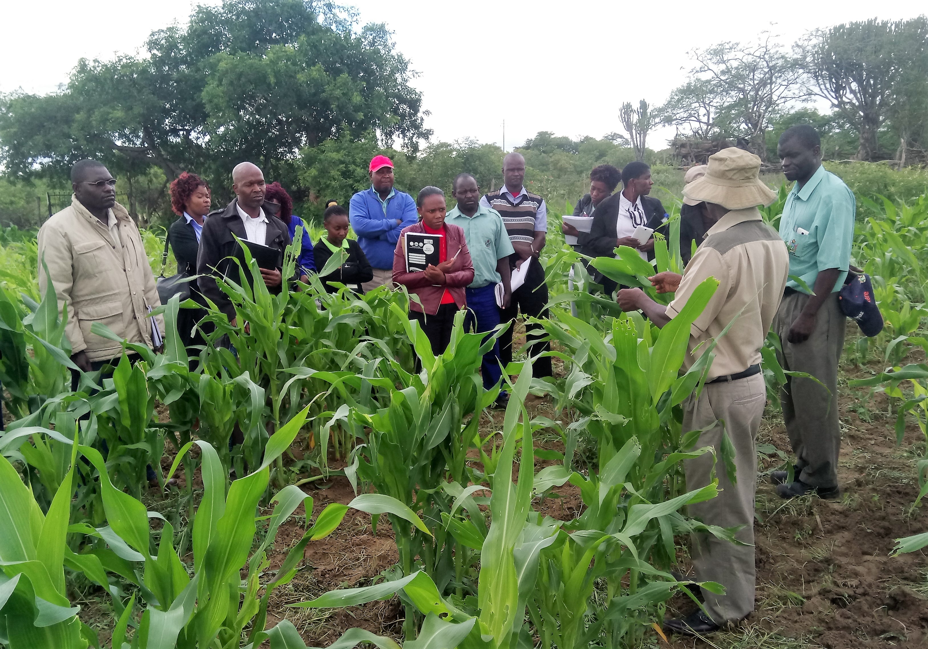 Zimbabwean plant scientists teach agricultural extension workers about the fall armyworm