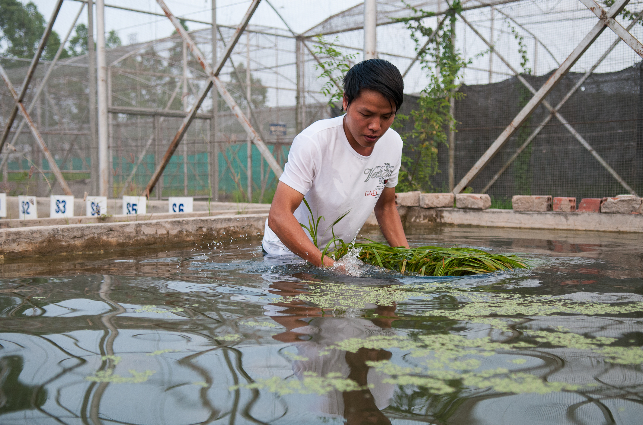 Rice researcher in Vietnam