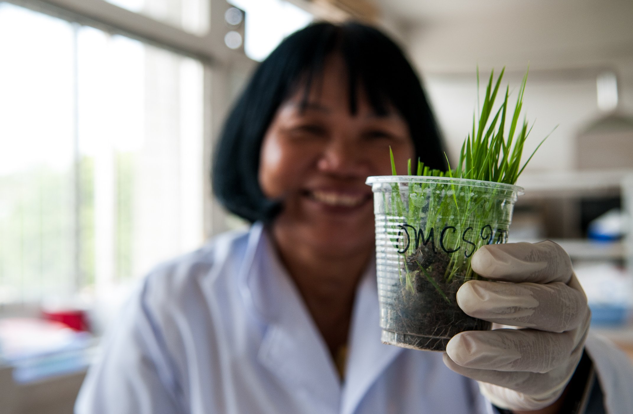 Salt resistant rice seedlings