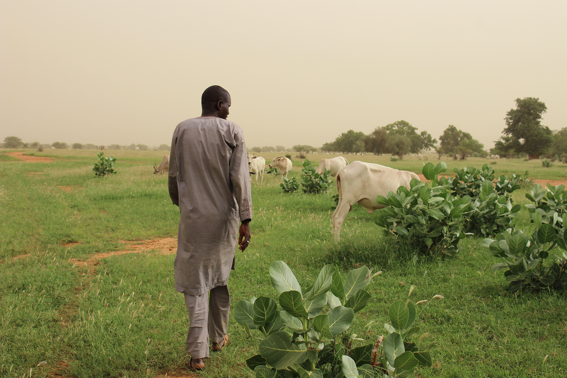 A Senegalese man walks away through low-lying greenery