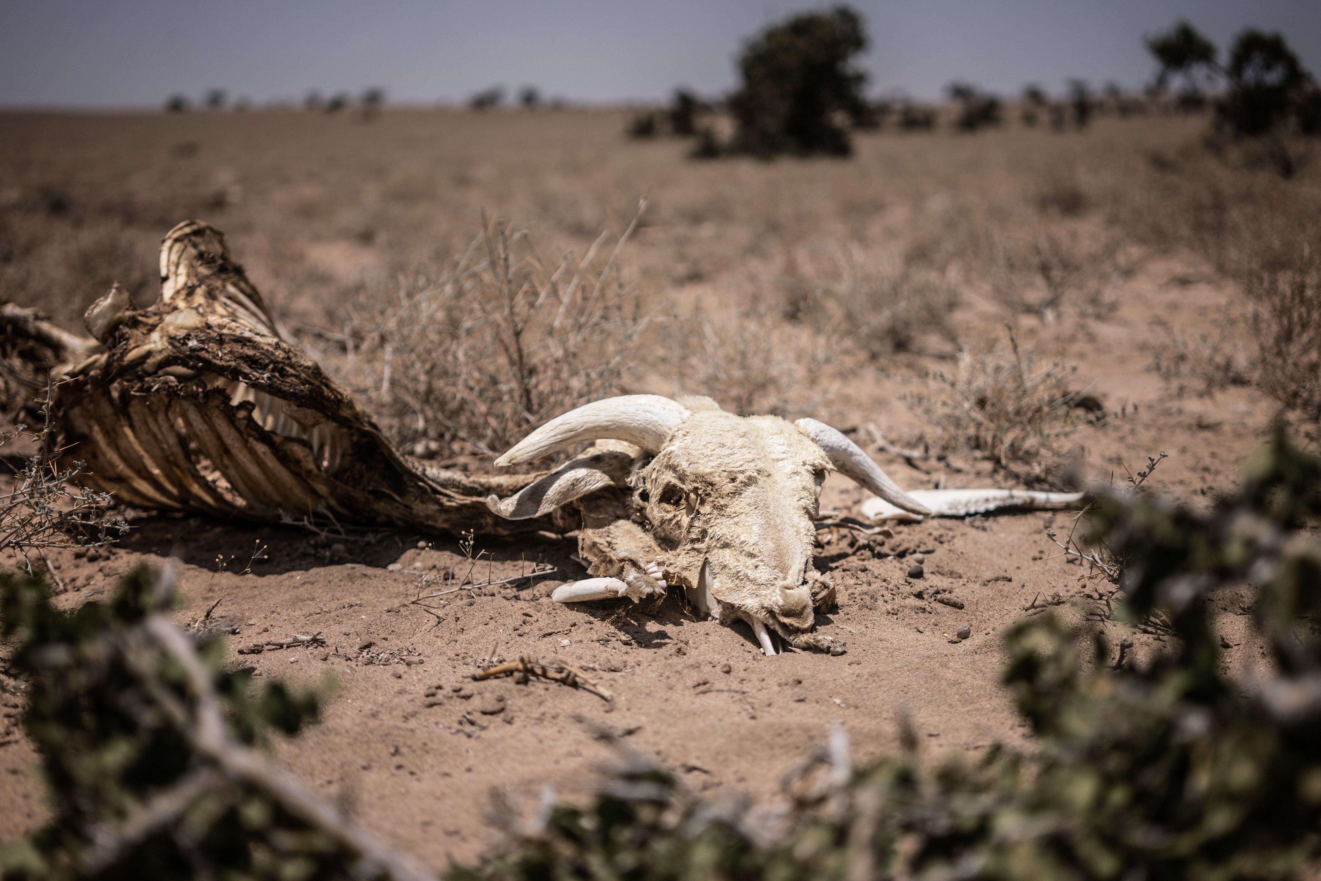 Sheep carcass in Kenya's drought-ravaged Turkana County