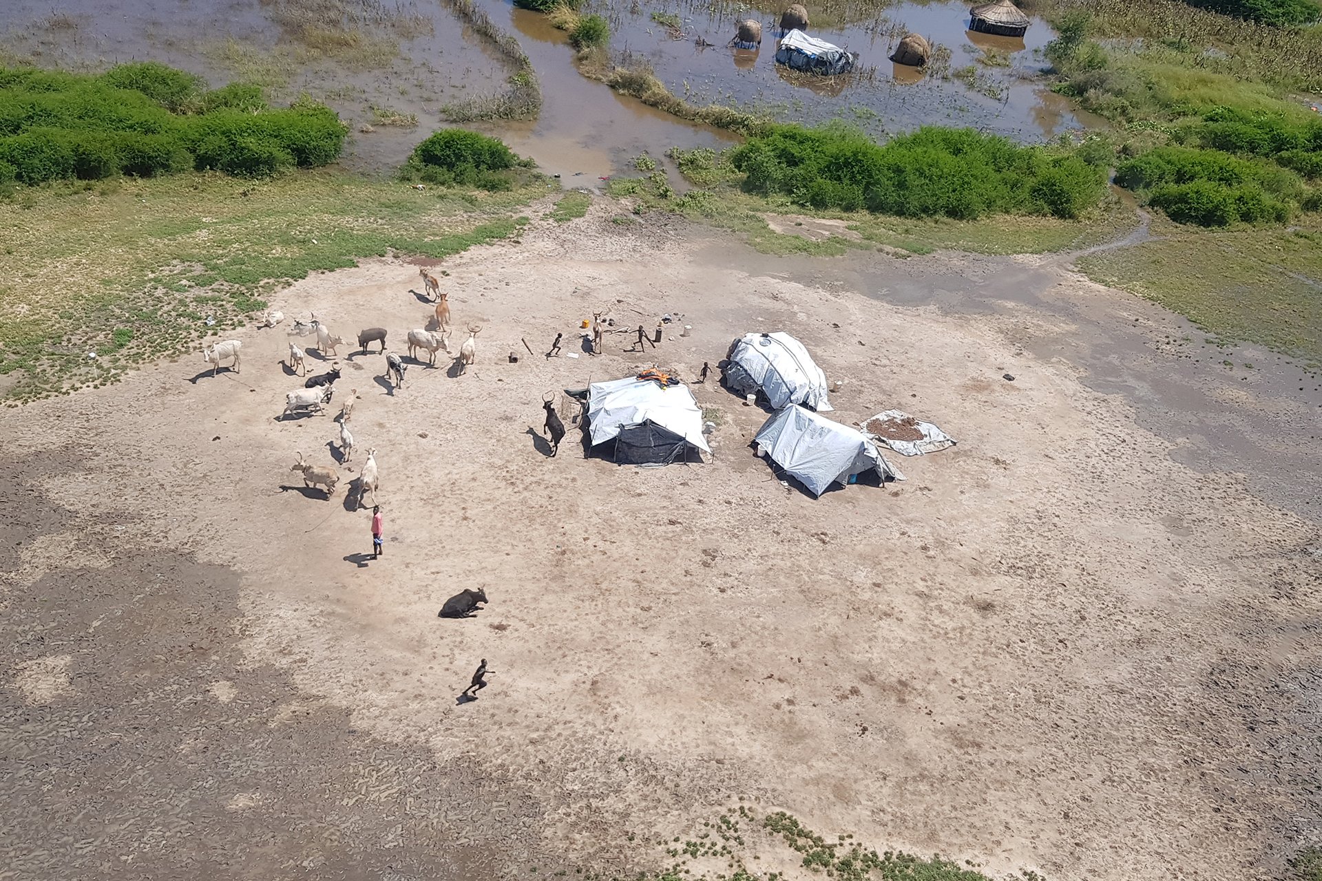 People and their livestock are sheltering on what high ground they can find in the Pibor area.