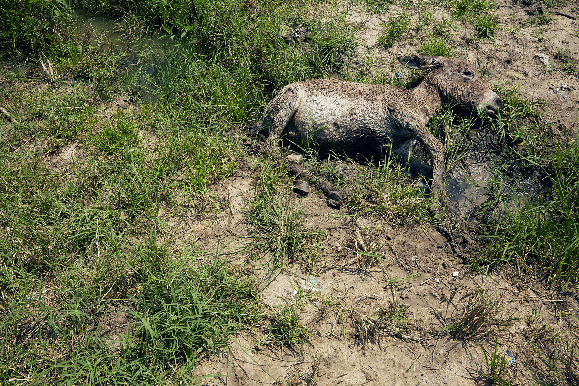 A young donkey lies dead in the grass in Gumuruk, a village roughly 30 kilometres from Pibor town. Local farmers have lost considerable amounts of livestock since the flooding began, due to a lack of available land to graze as well as waterborne parasites