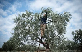 A man tends to an olive tree.