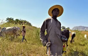 An image of a Fulani herder standing in a field while cattle graze behind him.