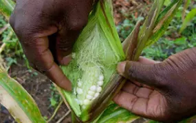 [ANGOLA] Maize ruined by the heavy rains.