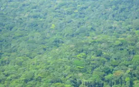 [DRC] De denses forêts entourent sur des kilomètres la ville de Walikale (RDC). Jungle in Walikale Territory. (Date of photo 14 April 2004).
