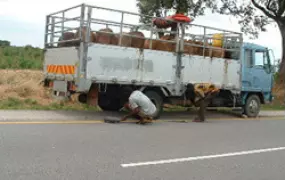 [Zambia] Cattle provided for restocking programme in southern Zambia - The journey to the project was not a smooth one!