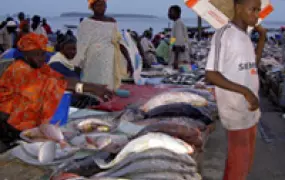 [Senegal] Fish market in Dakar, Senegal.