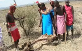 [Kenya] Samburu herders look at the skeleton of a cow killed by drought at Ntungai village, Isiolo District. [Date picture taken: 01/12/2006]