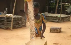 [Niger] Child sieves millet in south western Niger village at height of hungry season. [Date picture taken: 08/23/2006]