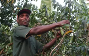 A coffee farmer tends to his coffee plants in Ethiopia's Yirgacheffe region, Ethiopia, April 2007.