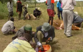 Men share a calabash of blood gotten from a slaughtered bull. There is acute food shortage in Karamoja. 