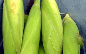 Green Maize - for generic use