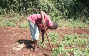 A farmer tends to his potato crop in Bureti District in Rift Valley Province