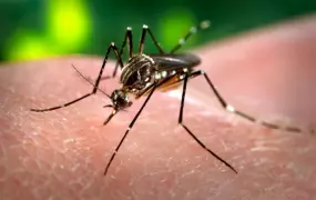 The mosquito Aedes aegypti. 