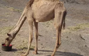 A young camel drinks goat blood at a livestock off-take programme centre in Marsabit, Eastern Province. This was among coping mechanisms adopted by the livestock to cope with a biting period of drought