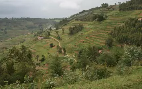 A typical Rwandan hillside