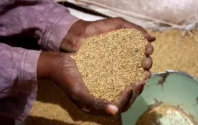 Millet is a staple food in Niger, March 2011