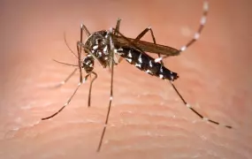 An Aedes albopictus female mosquito obtaining a blood meal from a human host