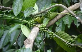 Coffee in western Côte d’Ivoire between the town of Duékoué and the village of Toa Zéo. July 2011