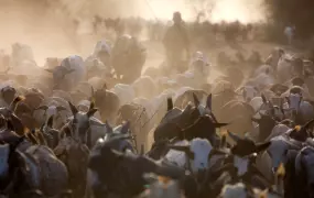 Turkana herdsmen with their cattle in northern Kenya