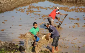 A family prepares a rice field for planting in the Madagascan capital of Antananarivo