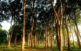 Teak forest landscape, Jepara, Central Java, Indonesia