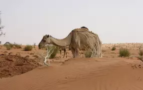 Even camels have not been spared by the drought in Mauritania