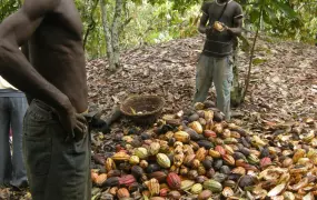 Cocoa farmers breaking their cocoa pods to dry them near Akoupe in eastern ivory Coast