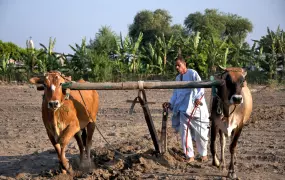 A man and his animals plowing his land in Qursaya Island, a very small rural island in the middle of the Nile in the area between Giza and Maadi, one of the biggest and the most urban suburbs in Cairo