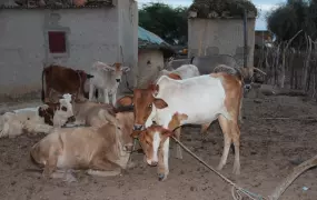 Seyinna Gababe, a village 18km from Kaédi, villagers received no aid in 2012. They lost a lot of their animals and many did not harvest at all. They survived by going into debt. These are the only livestock that remain