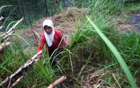 A Merapi resident collects tall grass to feed livestock. Part of what kept people living on Merapi’s dangerous higher altitudes for so long is its rich volcanic soil, which is ideal for agriculture. Areas that were turned to ash by the eruption in late 