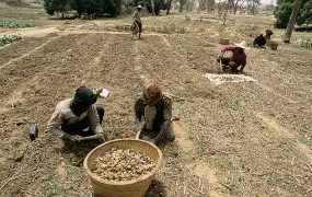 Harvesting crops. Mali. For generic use. Food security