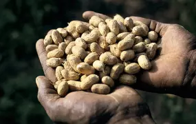 Handful of peanuts. Mali. For generic use