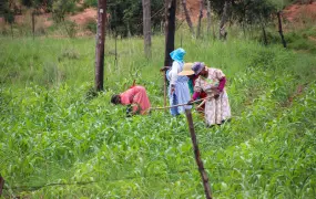 Almost 20 years later, small black farmers still rather marginalised