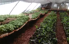 A nursery of tissue cultured sweet potatoes in a greenhouse