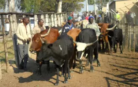 Smallholder farmers bring their cattle to an abbatoir in Harare, Zimbabwe's capital