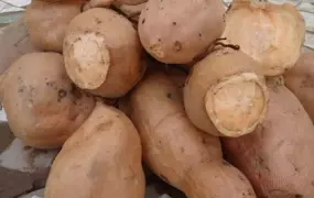 Orange-flesh sweet potato variety being introduced into the market by ISRA, HarvestPlus (IFPRI), and Yaajeende, in Senegal