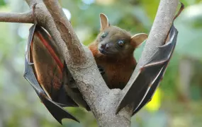 Lesser short-nosed fruit bat (Cynopterus brachyotis)